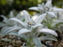 チシマウスユキソウ