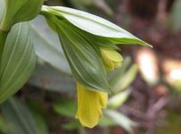 キバナホウチャクソウ