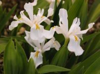 イリス・クリスタータ