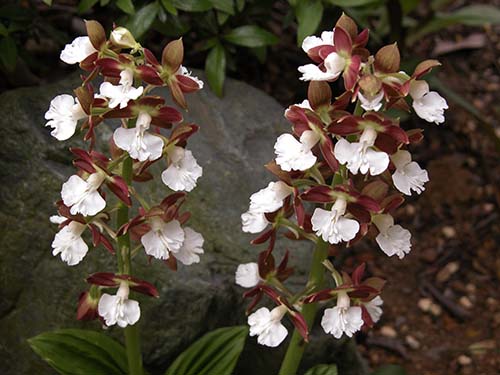 エビネ ニオイエビネ サツマエビネ コオズエビネ タカネエビネの育て方 山野草を育てる