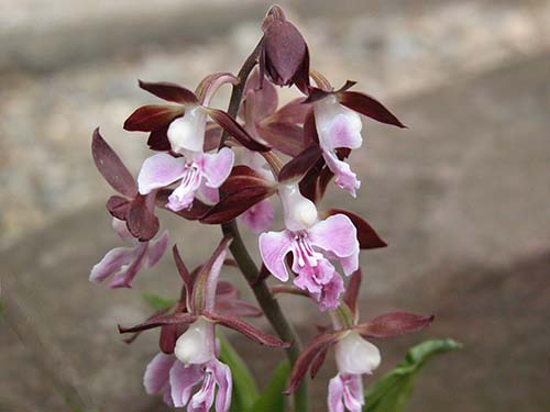 エビネ ニオイエビネ サツマエビネ コオズエビネ タカネエビネの育て方 山野草を育てる