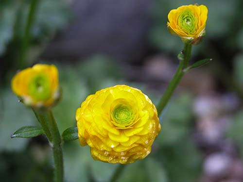 ラナンキュラス ゴールドコインの育て方 山野草を育てる