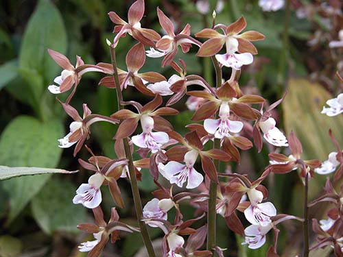 エビネ ニオイエビネ サツマエビネ コオズエビネ タカネエビネの育て方 山野草を育てる