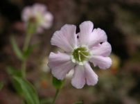 カムイビランジ