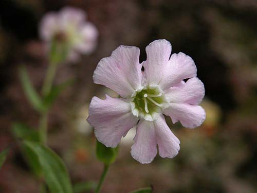 カムイビランジの育て方 山野草を育てる