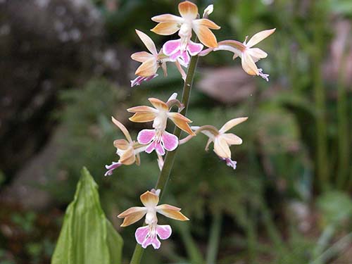 エビネ ニオイエビネ サツマエビネ コオズエビネ タカネエビネの育て方 山野草を育てる