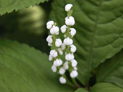 フタリシズカ 二人静 の育て方 山野草を育てる