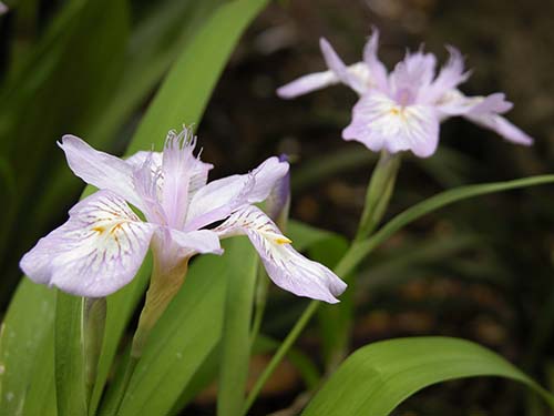 ヒメシャガ 姫射干 の育て方 仲間のシャガ 射干 の特徴 山野草を育てる