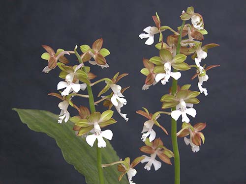 エビネ ニオイエビネ サツマエビネ コオズエビネ タカネエビネの育て方 山野草を育てる