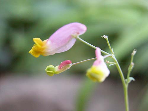 コリダリス・センペルヴィレンス（Corydalis sempervirens）