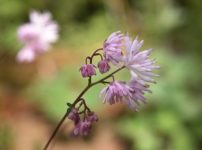 ツクシカラマツ