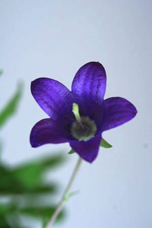カンパニュラ・サキシフラガ(Campanula saxifraga)