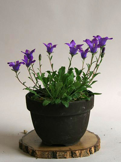 カンパニュラ ベリディフォーリア(Campanula bellidiforia)