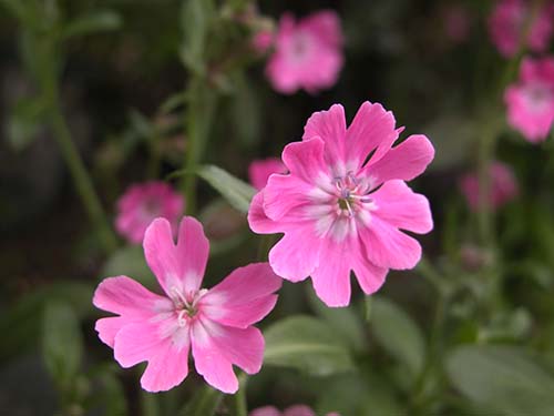 シレネ ペンデュラ Silene Pendula シレネ アルメリア Silene Ameria の育て方 山野草を育てる