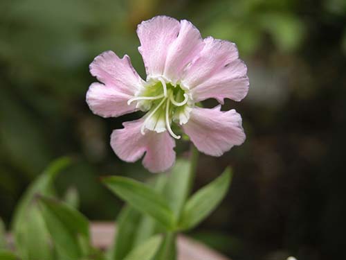 カムイビランジの育て方 山野草を育てる