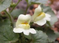 アサリナ・プロクンベンス