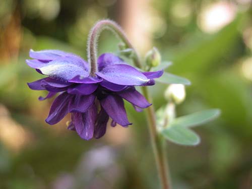 西洋オダマキ Aquilegiaの園芸品種 の育て方 クロバナオダマキ アクイレギア クレマチフローラ 山野草を育てる