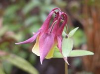 オオヤマオダマキ