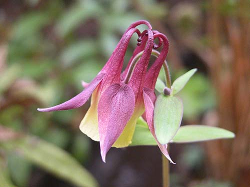 オオヤマオダマキ 大山苧環 ヤマオダマキ キバナノヤマオダマキ 黄花の山苧環 の育て方 山野草を育てる