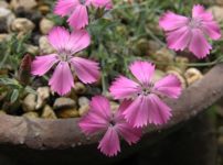 ダイアンサス・ハエマトカリックス・ピンディコラ