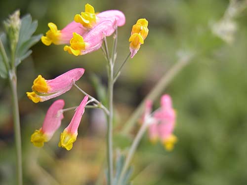 コリダリス・センペルヴィレンス（Corydalis sempervirens）