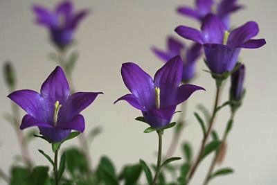 カンパニュラ・ベリディフォーリア(Campanula bellidiforia)