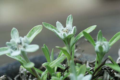 レブンウスユキソウ 礼文薄雪草 の育て方と礼文島のレブンウスユキソウ 山野草を育てる