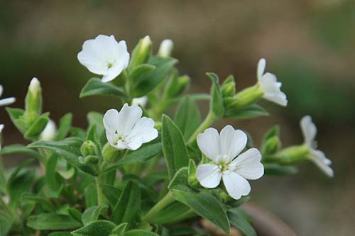 カラフトビランジの育て方 山野草を育てる