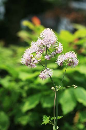 タリクトルム・アクイレギフォリウム（Thalictrum aquilegifolium）