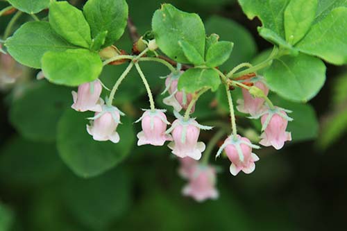 ガクウラジロヨウラク 萼裏白瓔珞 とウラジロヨウラク 裏白瓔珞 の比較と育て方 山野草を育てる