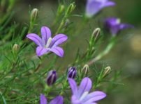 姫カンムリシャジン