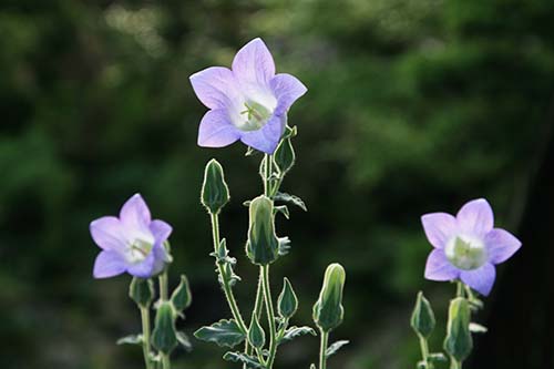 カンパニュラ・トメントサ（Campanula tomentosa）