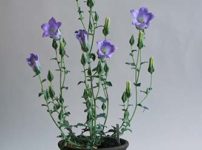 カンパニュラ・トメントサ(Campanula tomentosa)