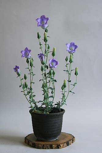 カンパニュラ・トメントサ（Campanula tomentosa）