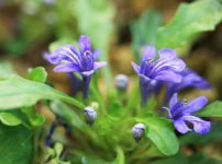 ヒメキランソウ