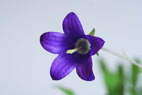 カンパニュラ・サキシフラガ（Campanula saxifraga）