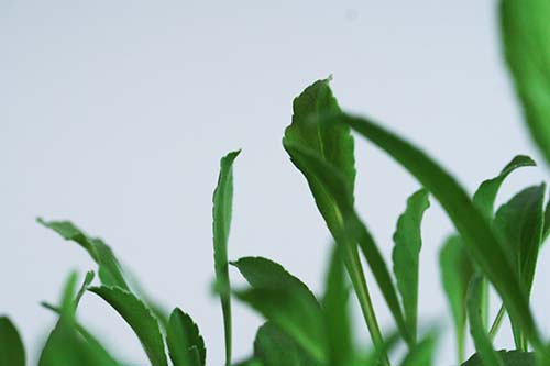 カンパニュラ・サキシフラガ（Campanula saxifraga）