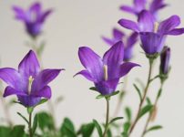 カンパニュラ・ベリディフォーリア（Campanula bellidiforia）
