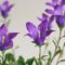 カンパニュラ・ベリディフォーリア（Campanula bellidiforia）