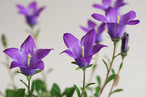 カンパニュラ ベリディフォーリア Campanula Bellidiforia の育て方 山野草を育てる