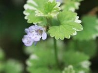 斑入りカキドオシ