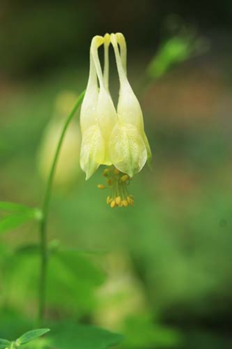 カナダオダマキ コルベット Aquilegia Canadensis Corbett の育て方 山野草を育てる