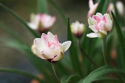 ロードヒポキシス アッツ桜 の育て方 山野草を育てる