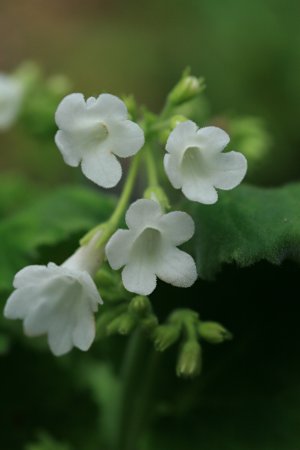 シロバナイワギリソウ(白花岩桐草)