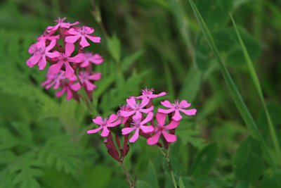 シレネ ペンデュラ Silene Pendula シレネ アルメリア Silene Ameria の育て方 山野草を育てる