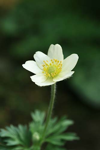 アネモネ パルマータ Anemone Palmata の育て方 山野草を育てる