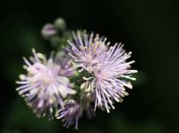 タリクトルム・アクイレギフォリウム