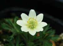 アネモネ・クリニタ