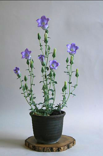カンパニュラ トメントサ(Campanula tomentosa)