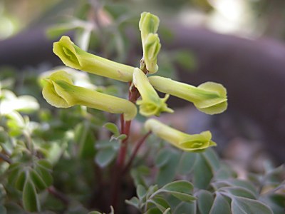 コリダリス・ルテア(Corydalis lutea)